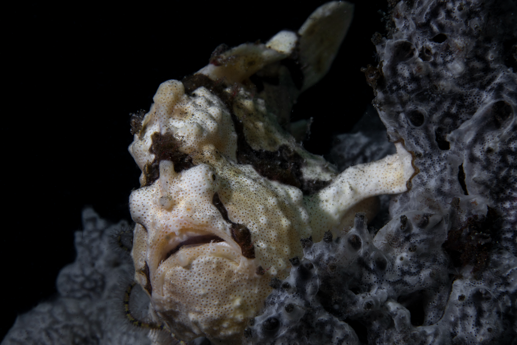 Frogfish, Lembeh